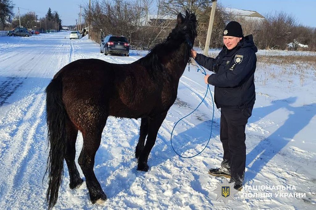 На Полтавщині поліцейські допомогли врятувати зниклого коня з Черкащини