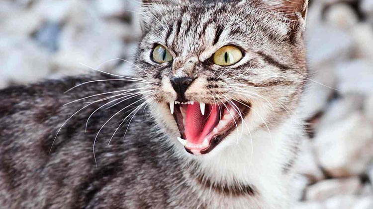 У Полтавській області зафіксували смерть домашнього кота від сказу
