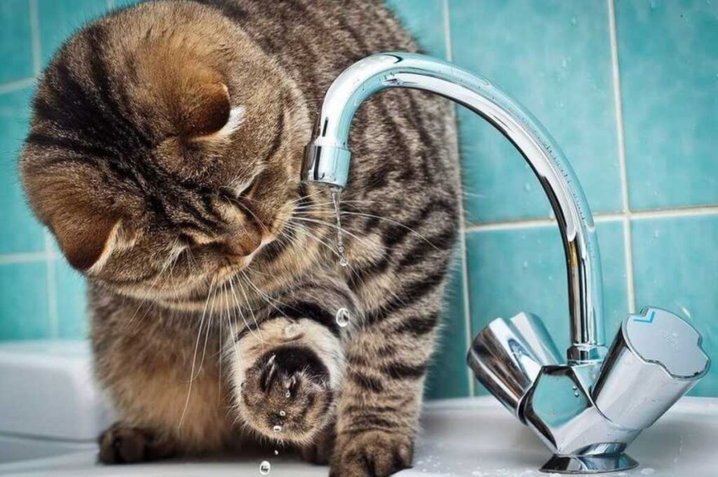 У Полтаві низка вулиць залишилася без води: перелік адрес