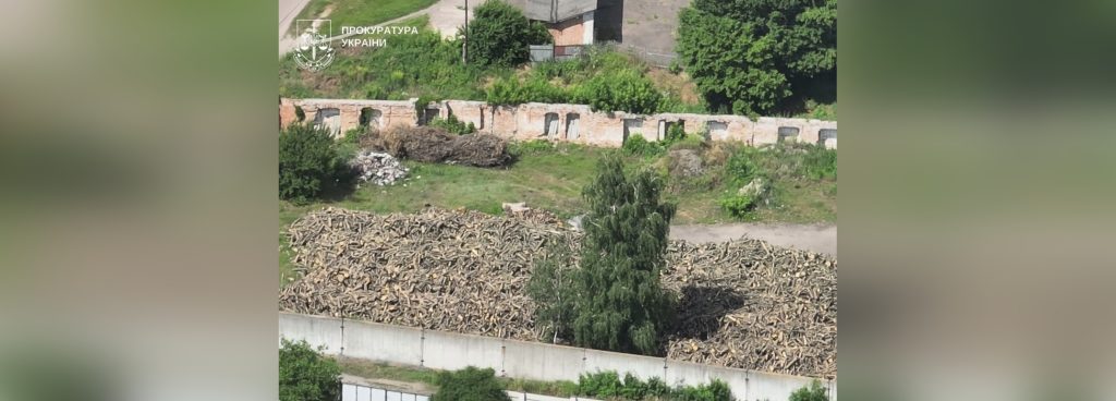 У Полтавській області батька й сина підозрюють у вирубці дерев на три млн грн