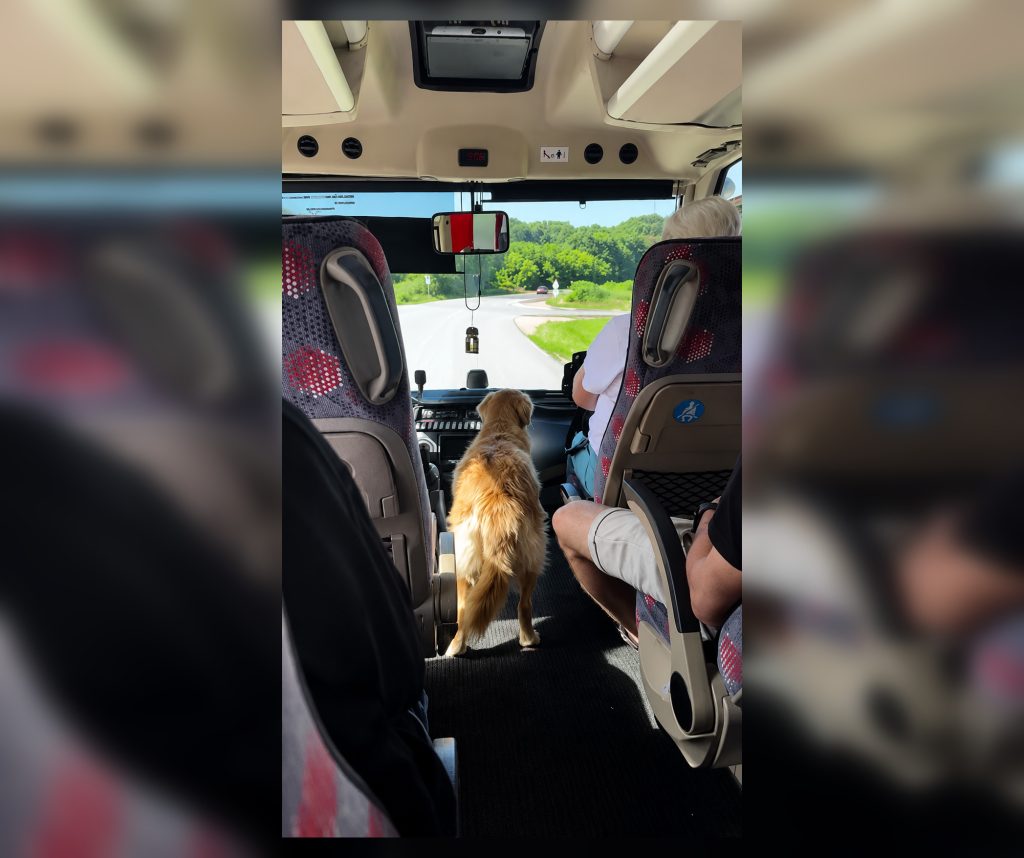 Полтавський Хатіко: пес щодня їздить автобусом у пошуках господаря Полтавський Хатіко: пес щодня їздить автобусом у пошуках господа