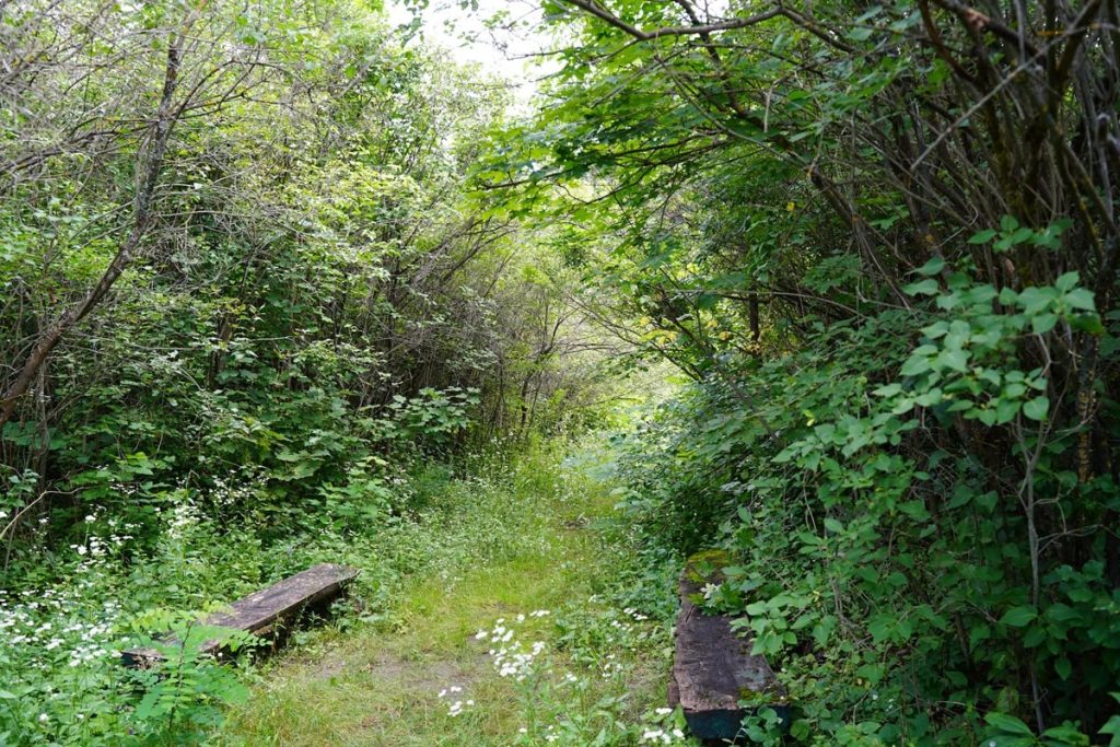 Бузковий гай у Диканьці, який планують відновити