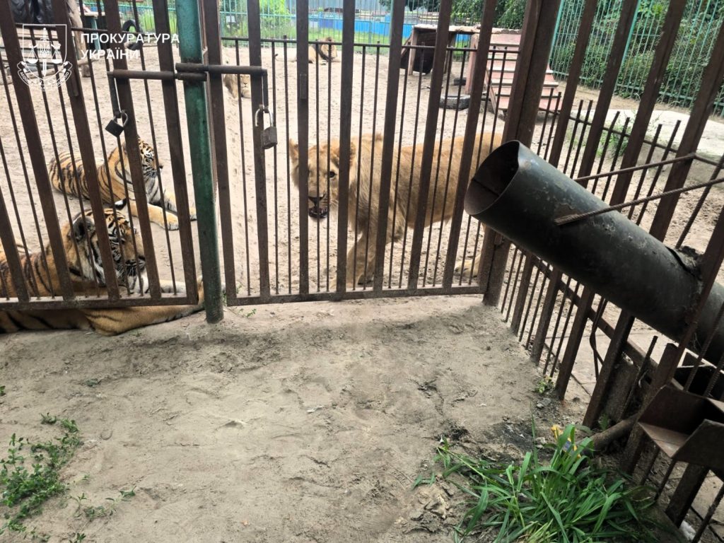 У Котельві левиця лапою схопила за ногу 5-річного хлопчика, його прооперували