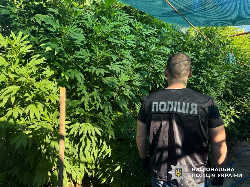 Обшуки через наркотики на Полтавщині: вилучили тисячі кущів конопель Обшуки через наркотики на Полтавщині: вилучили тисячі кущів конопель