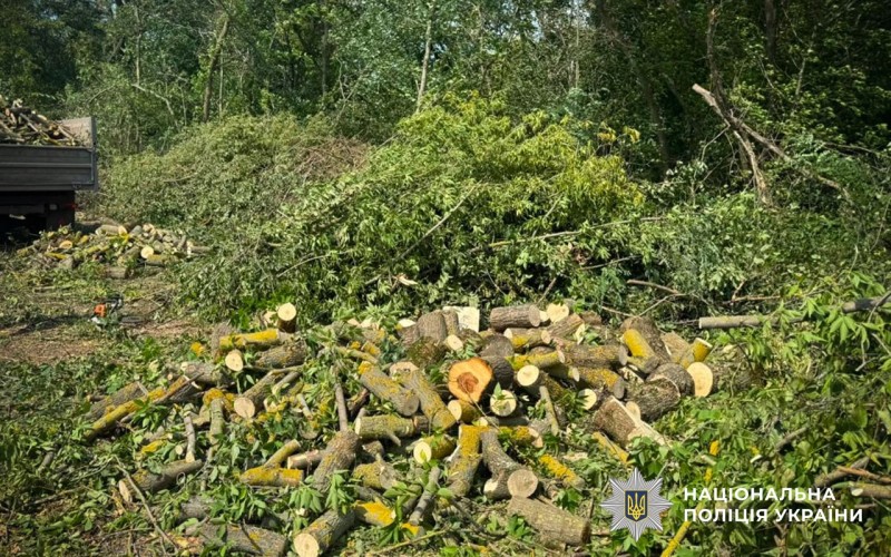 На Полтавщині викрили незаконну порубку дерев: вісьмом чоловікам повідомили про підозру
